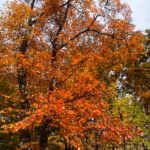 backyard tupelo / black gum tree in fall foliage