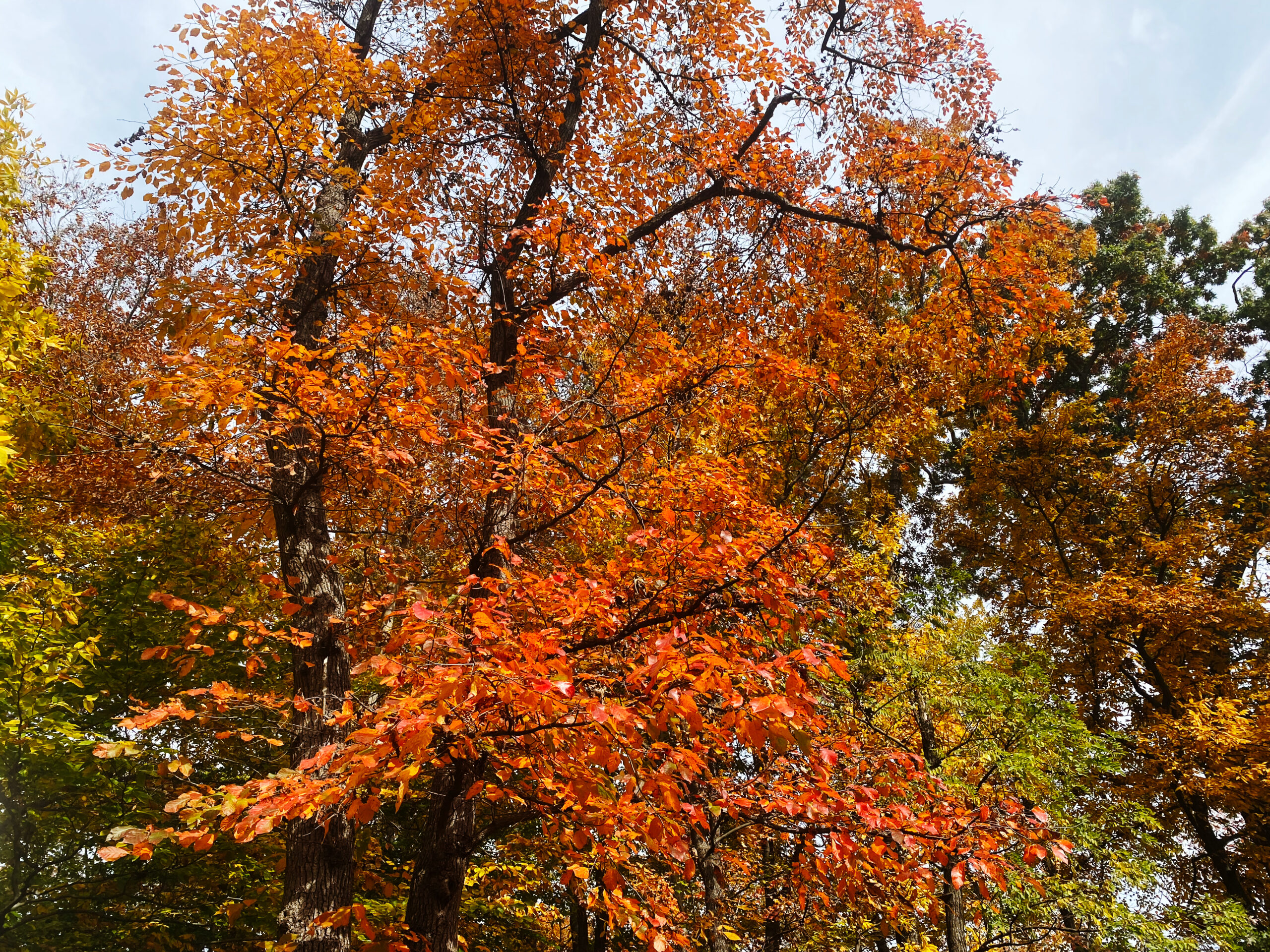 backyard tupelo / black gum tree in fall foliage