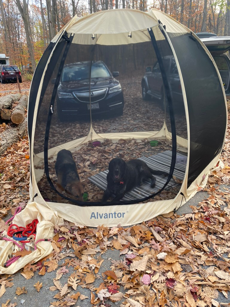 The pups in a little pup tent (he he)