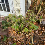 trimming the leaves back