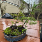 bonsai - spruce