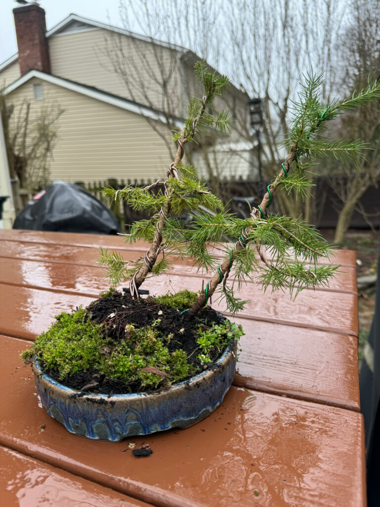 bonsai - spruce